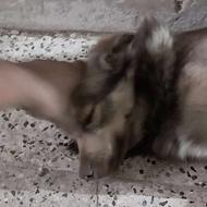 سگ سالم و زیبا و آموزش دیده