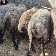 40 راس میش چاق و نیم گوشت مناسب کشتار