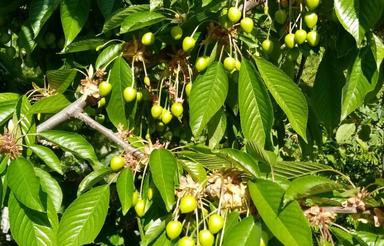 فروش(اجاره) میوه باغ گیلاس