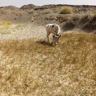 گاو آمریکایی