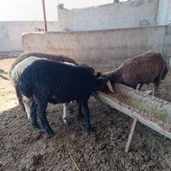 تقلی نر پروار شده با جو ویونجه