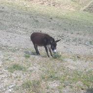 خر نره خوب