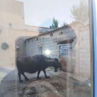 فروش گاومیش