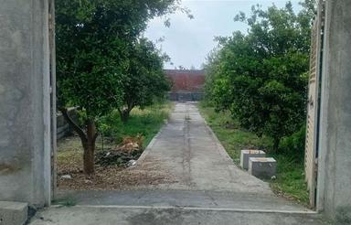 زمین باغی آمل کمانگرکلا