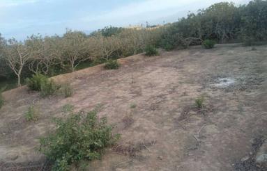 330 متر زمین زراعی اشکذر