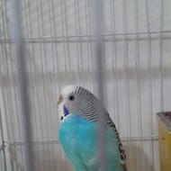 مرغ عشق زیبا