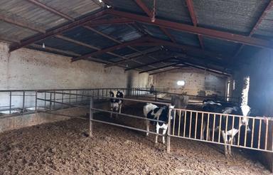 گاوداری واقع در اراضی راستاب