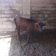 گاومیش نر شیر مست عالی