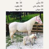اسب نریان آلیام