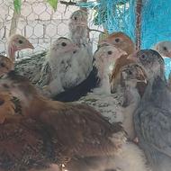 تعدادی جوجه لاری و جوجه گلین