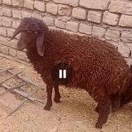 فروش بره ماده افشاری