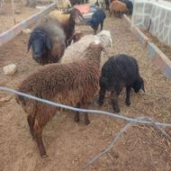 بره. میش بره. بز پاکستانی