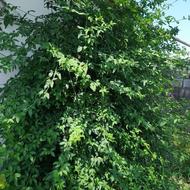 تعدادی گل باغچه ای