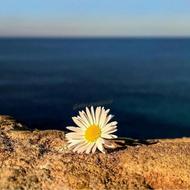 فروش دوره کامل کسب درآمد آنلاین