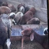 بره‌نر‌سوپرچاق.25ک‌55