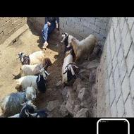 بزمال قربانی،،،