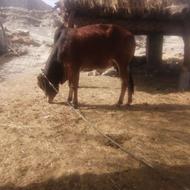 گاونرزیردوسال