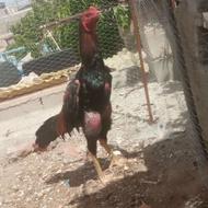 خروس لاری نژاد دار