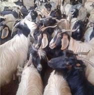 بز قوربانی چاق گوشتی