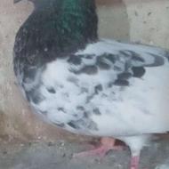 یه جفت کفتر پرشی پاکستانی