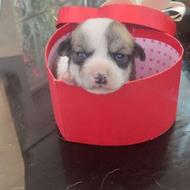سگ اشپیتز اورجینال