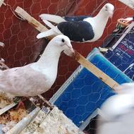 چهار جفت کفتر جوجه کشی به ضمانت