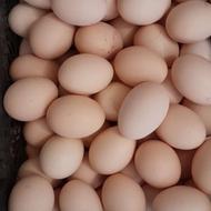 تخم مرغ دوزرده محلی درشت عمده و خرده