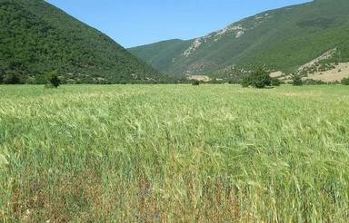 زمین کشاورزی در روستای لاشک کجور