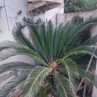 گل سیکاس 15 ساله