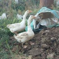 یکجفت غازدرشت وجوان ویکساله