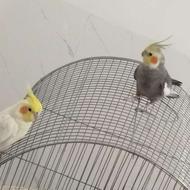جفت عروس هلندی مولد