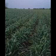 اجاره زمین 12هکتاری به سیر جای زمین الان گندم هست