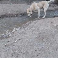 واگذاری سگ نگهبانی وگله
