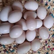 تخم اردک اسراعیلی