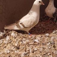 کبوتر ماده پرشی