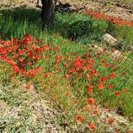 25 هزار متر باغ ویلای بزرگ