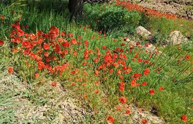 25 هزار متر باغ ویلای بزرگ
