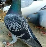 کبوتر گم شده