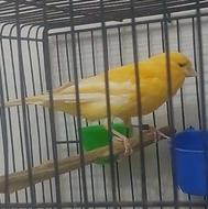 قناری سوپری درجه یک تنه درشت