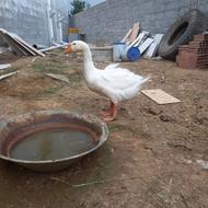 قوغاز لیندا
