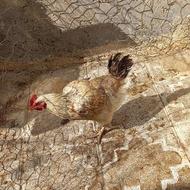 مرغ خانگی جوان
