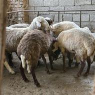 گوسفند قربانی دست غذا خورده