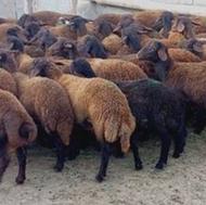فروش گوسفند برای قربان