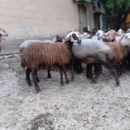 گوسفند نر برای عید قربان