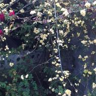 خدمات باغبانی و علف زنی با دستگاه