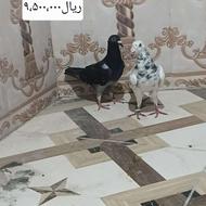 2جفت کبوتر قیمت پاین