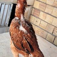 مرغ لاری درحال تخم