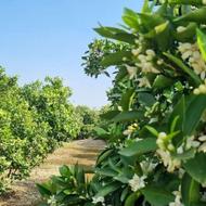 زمین خوش نقشه با ویوی خوب چسبیده به بافت در روستای کوتنا