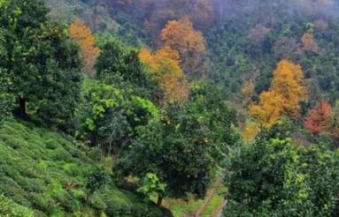زمین جنگلی روستایی شهری مسکونی باغی
