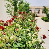 اجاره ویلا باغ رُز